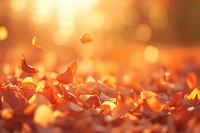 Blurred background of autumn leaves sunlight leaf atmosphere.