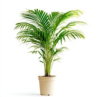 Areca palm plant houseplant decorative.