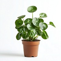 Chinese money plant houseplant leaves leaf.