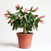 Christmas cactus plant pot houseplant.