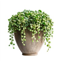 String of pearls plant houseplant pot.