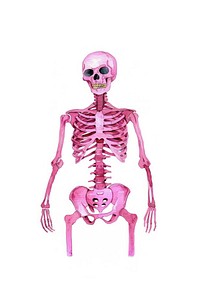 Human skeleton illustration drawing pink.