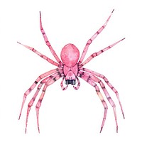 Spider illustration watercolor arachnid.