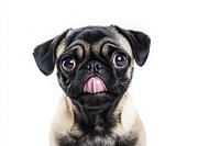 Pug licking its lips animal dog pet.