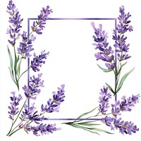 Lavender flowers square line frame lavender illustration watercolor.