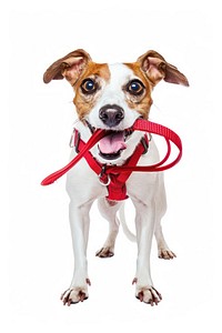 Happy active dog holding pet leash background white accessories.