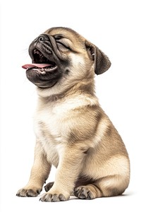 Pug puppy yawning sitting animal happy.