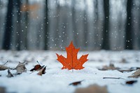 Orange maple leaf drop forest snow photography.