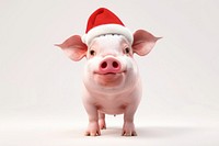 Pig pig christmas animal.