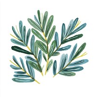 Pine branches illustration leaves leaf.