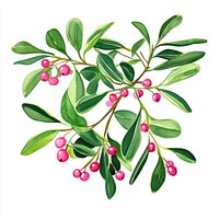 Mistletoe art watercolor vibrant.