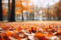 Leaves falling autumn backgrounds plant. AI generated Image by rawpixel.