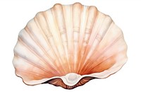 Sea shell seashell nature clam.