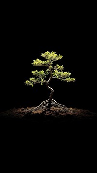  Nature bonsai nature plant. AI generated Image by rawpixel.