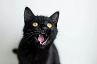 Cat act like shocking animal mammal black.