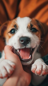 Puppy Jack Russell mammal animal dog.