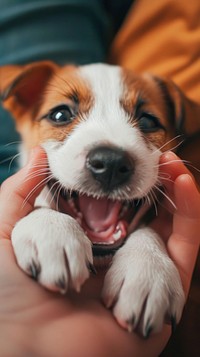 Puppy Jack Russell portrait terrier mammal.