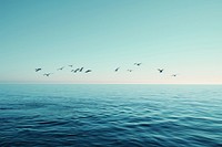 Birds flying over the calm sea outdoors horizon nature.