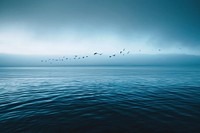 Birds flying over the water sea outdoors horizon.
