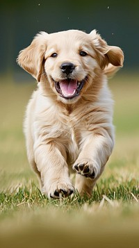 Golden retriever puppy is running animal mammal grass.