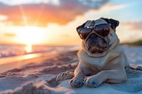 Pug wearing sunglasses dog outdoors sunset.