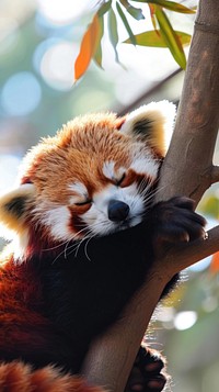 Red panda sleep wildlife animal mammal.