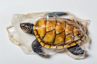 Plastic wrapping over sea turtle reptile animal white background.