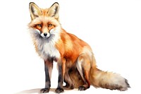 Watercolor illustration of a fox wildlife animal mammal.