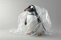 Plastic wrapping over a penquin penguin animal bird.