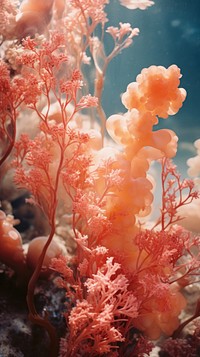  Coral outdoors nature water. AI generated Image by rawpixel.