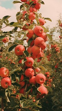  Apple field plant fruit food. AI generated Image by rawpixel.