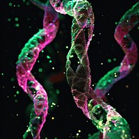 Chromosomes biology purple green.