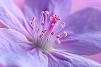 Wildflower blossom pollen purple.