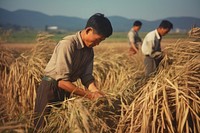 Korean people harvest outdoors working.