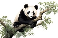 Panda climbing tree wildlife animal mammal.