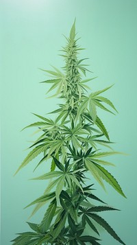 Cannabis bud plant medicine narcotic.