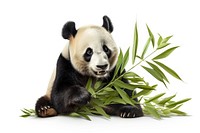 Panda eating bamboo leaves wildlife animal mammal.