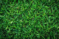 Lawn grass backgrounds plant.