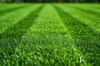 Lawn strip line grass backgrounds plant.
