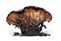 Mushroom with brunt fungus white background matsutake.