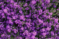 Wildflower backgrounds blossom purple.