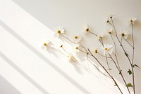 Daisy wall flower plant design