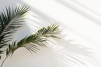 Palm leaves backgrounds outdoors nature. 