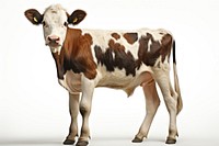  Cow cow livestock mammal. AI generated Image by rawpixel.