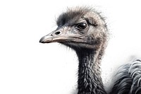  Ostrich drawing animal bird. AI generated Image by rawpixel.
