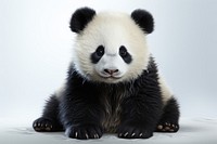  Panda wildlife mammal animal. AI generated Image by rawpixel.
