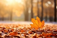 Background in autumn backgrounds plant leaf. AI generated Image by rawpixel.