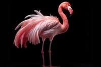 Flamingo flamingo animal bird.