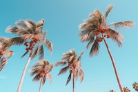 Palm trees in the beach outdoors nature summer. 