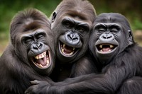 Real funny gorilla family wildlife monkey mammal. AI generated Image by rawpixel.